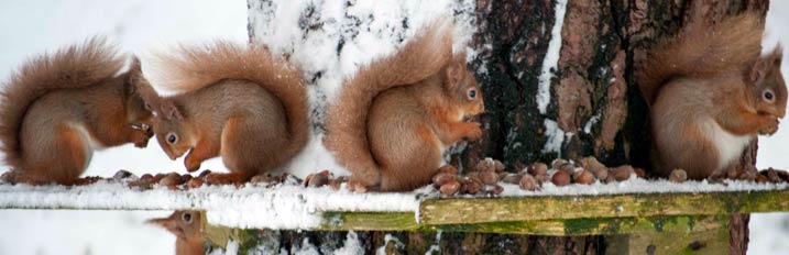 The Laggan Forest Trust - Trustees